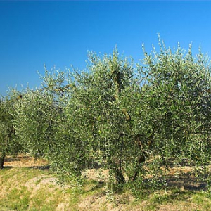 Włochy-Italia. Oliwka Europejska (Olea europaea).